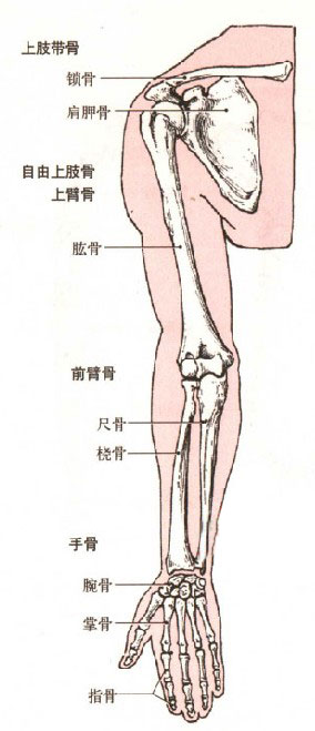上肢骨头解剖图谱图片