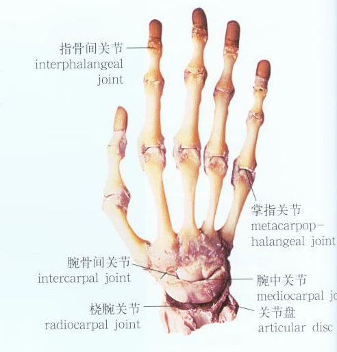 手关节解剖示意图