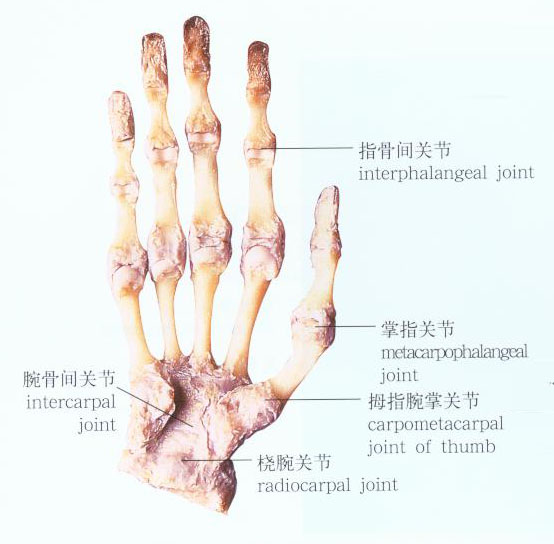 手关节解剖示意图