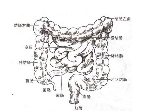 s状结肠图片