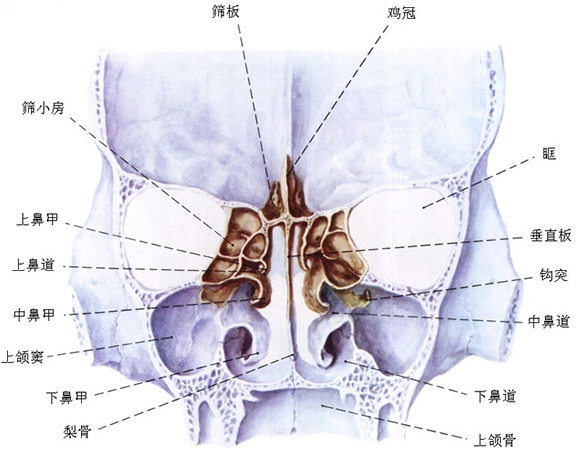 颅骨冠状面解剖图图片