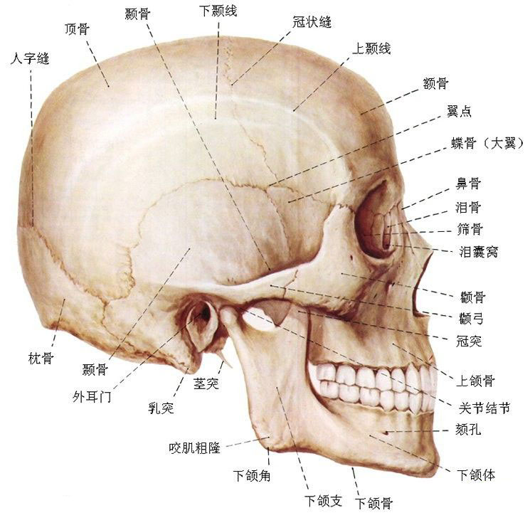 正常头骨侧面图片