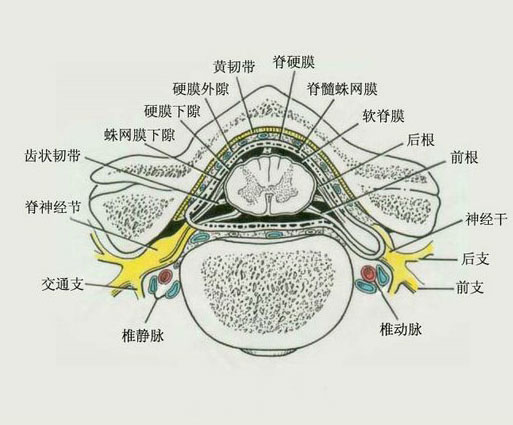 脊髓剖面图图片
