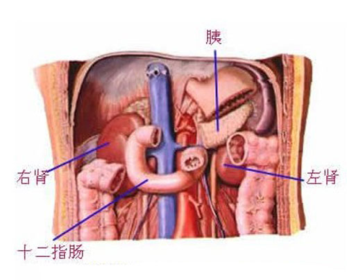肾解剖位置图片