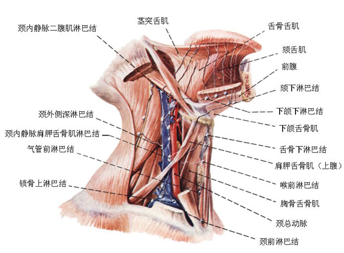 颈部淋巴结位置分布图图片