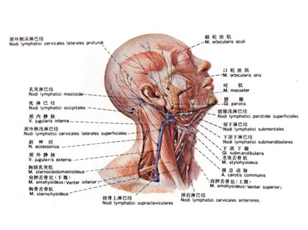 颈部淋巴系统分布图图片