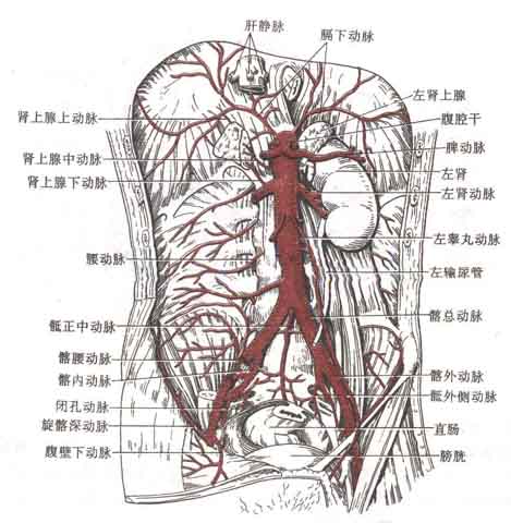 腹部动脉解剖示意图人体解剖图