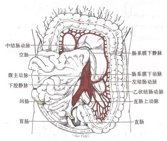 腹部动脉解剖示意图人体解剖图