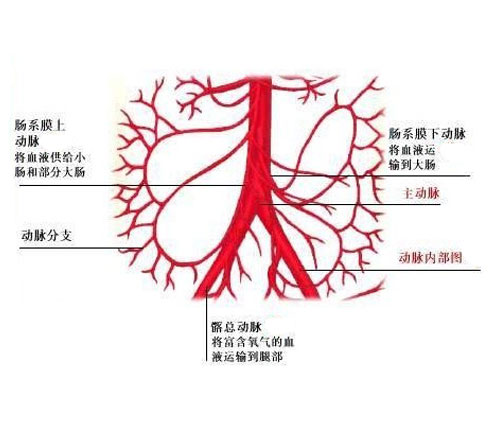 腹壁浅动脉解剖图图片
