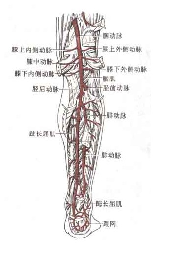 大腿血管结构图图片