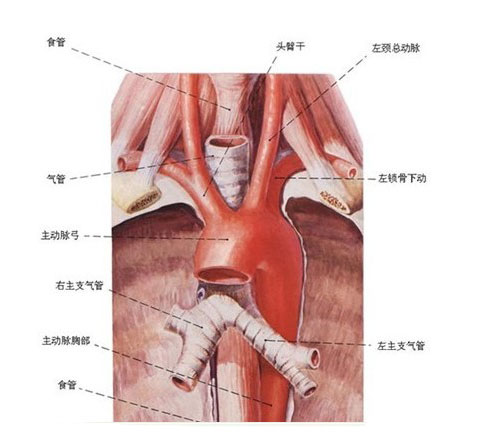人体食管解剖示意图