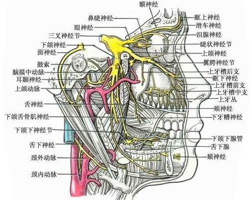 三叉神经图解剖图高清图片