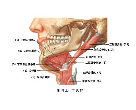 舌骨下肌群图片