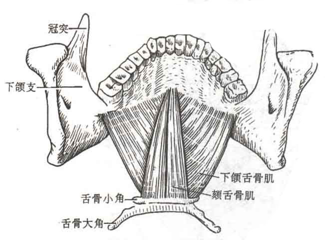 舌骨舌肌的位置图图片