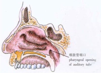 鼻腔內側壁為鼻中隔,主要由鼻中隔軟骨,篩骨垂直板及犁骨構成