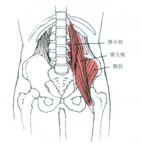 腰肌的位置示意图图片