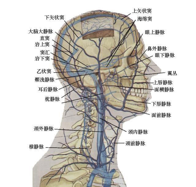 颈外静脉分支解剖图图片