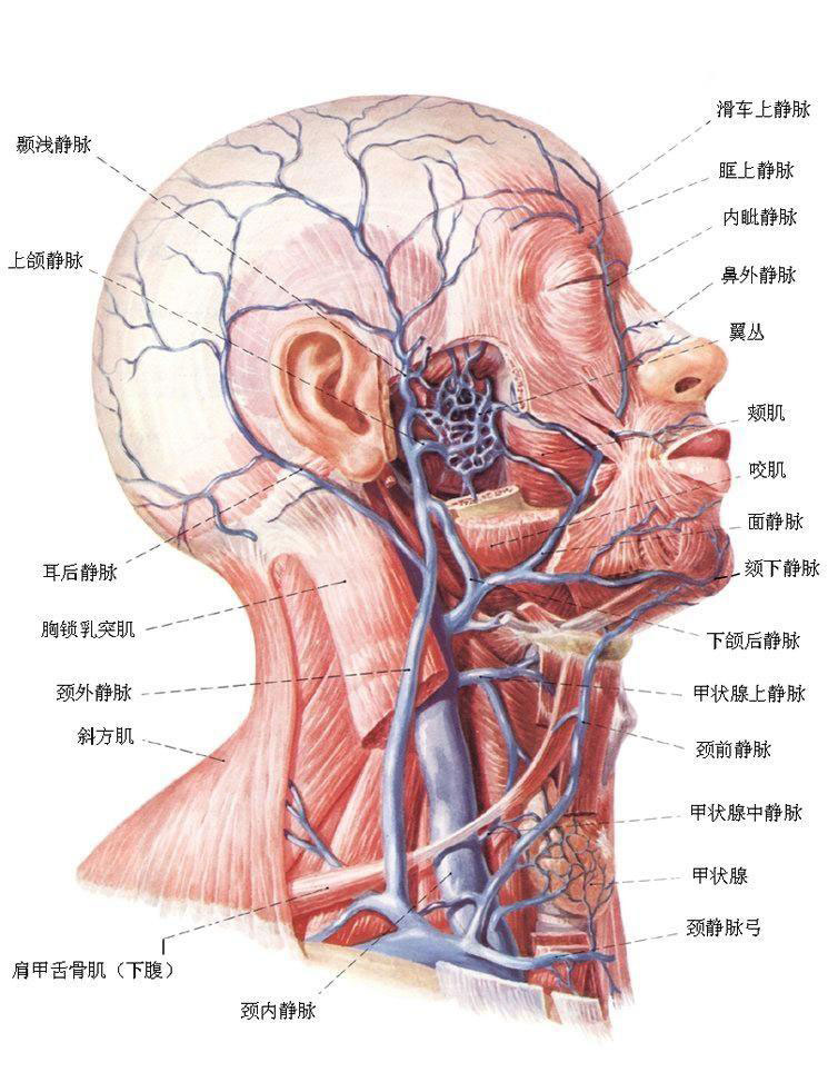 颈内静脉解剖图 ppt图片