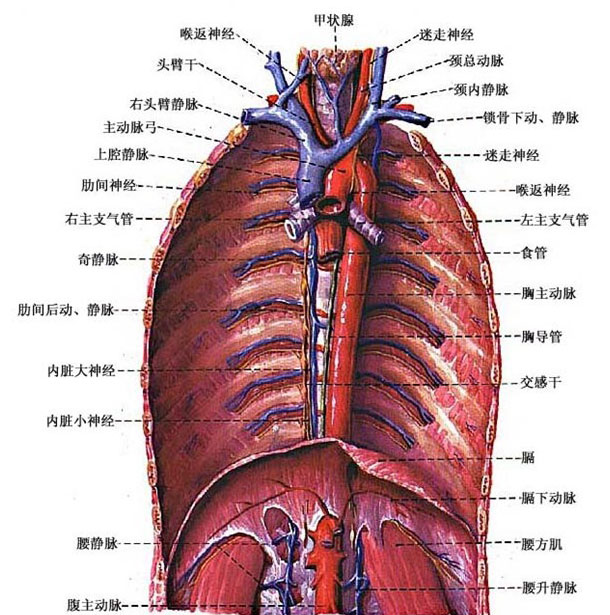 胸腹壁静脉图片