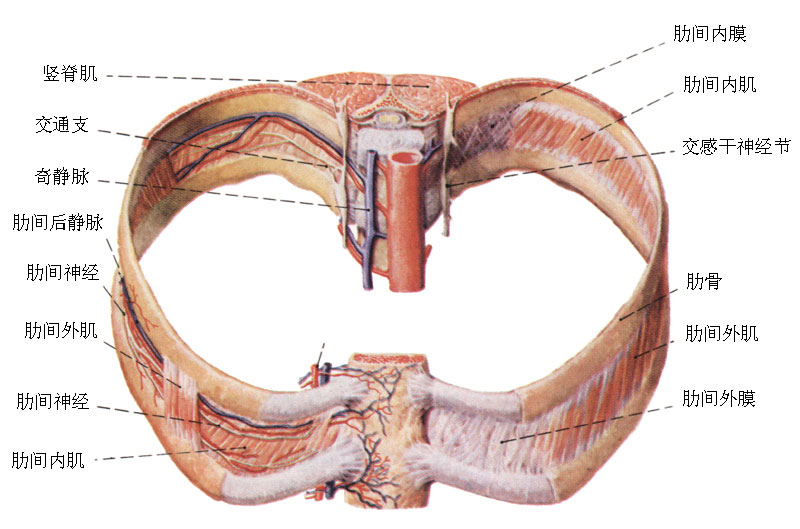 胸导管走行图图片