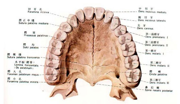 人体牙解剖示意图