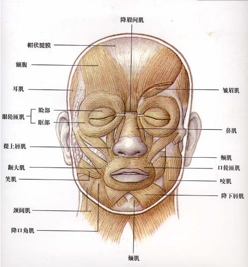 人体头部结构图及名称图片