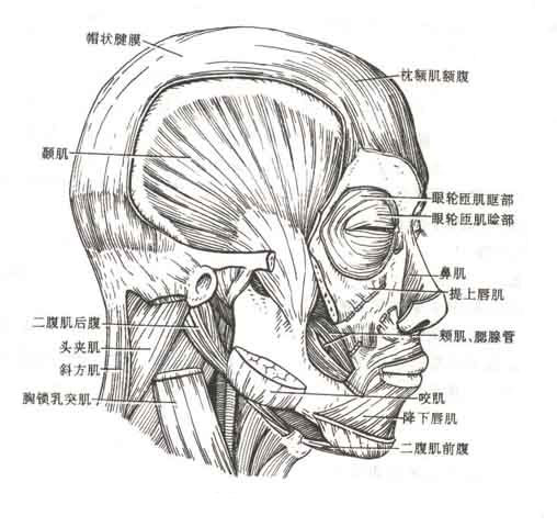 头肌侧面解剖图图片