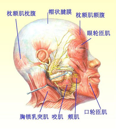 头外侧直肌解剖图图片