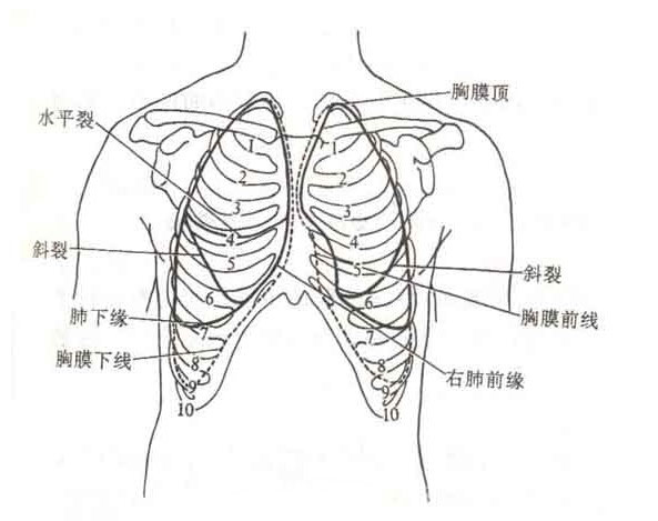 胸口中间结构图图片