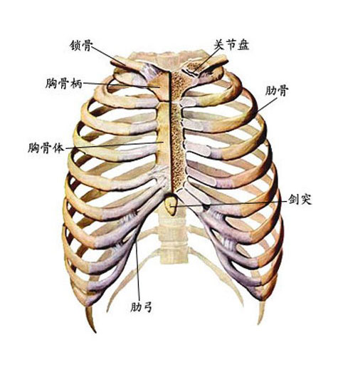 人体肋笼结构示意图
