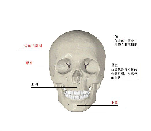 脸部骨头图图片
