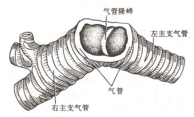 支气管纤毛图片