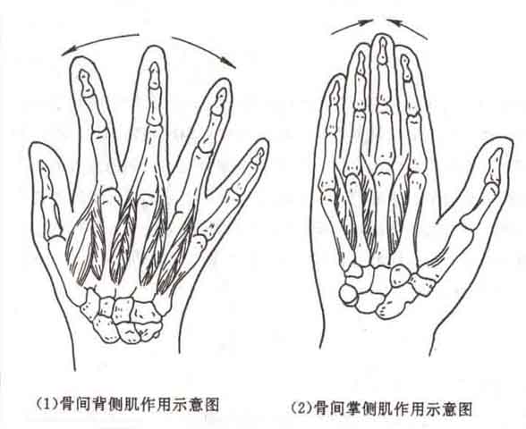 人体手肌解剖示意图