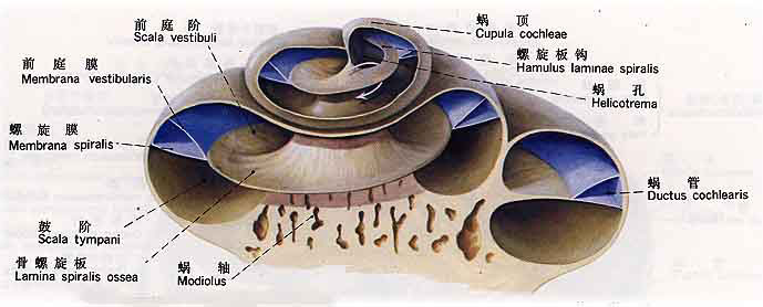 前庭蜗器膜迷路图片