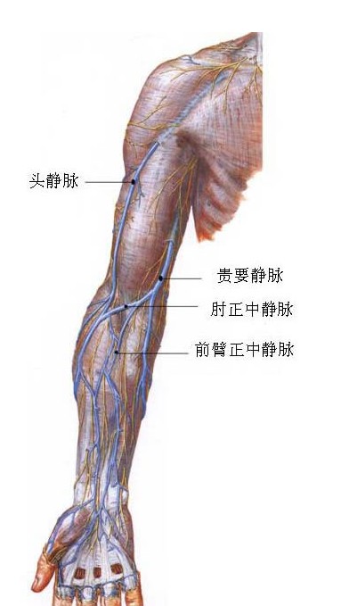 上臂静脉血管解剖图谱图片