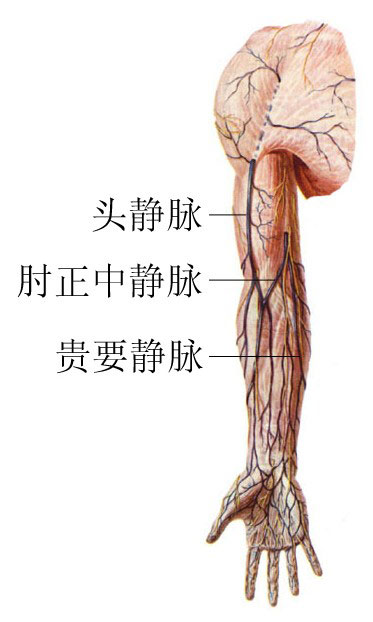 上肢浅静脉解剖示意图