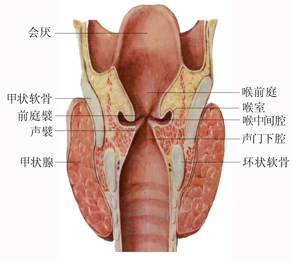 口咽喉解剖图图片