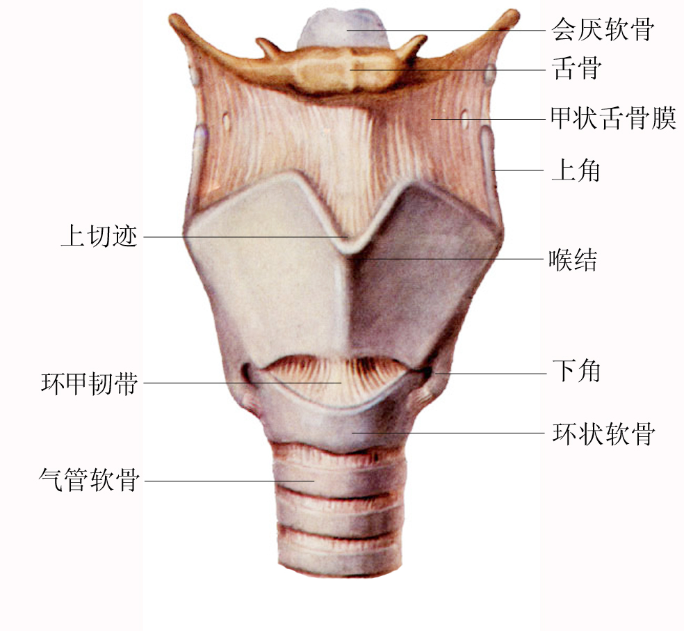 口咽喉解剖结构图解图片