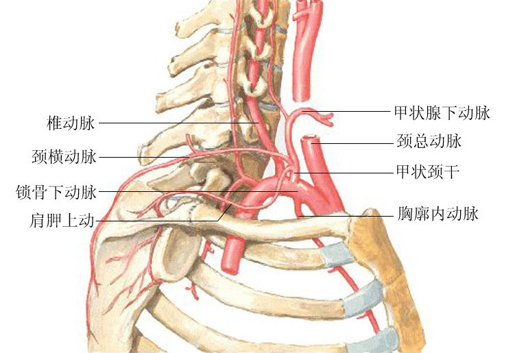 右侧锁骨下动脉图片图片