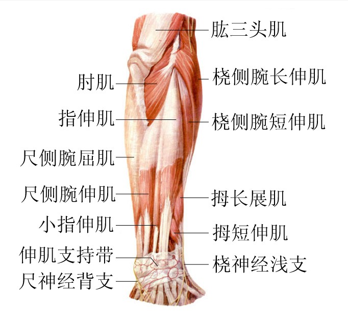 前臂肌肉解剖图片