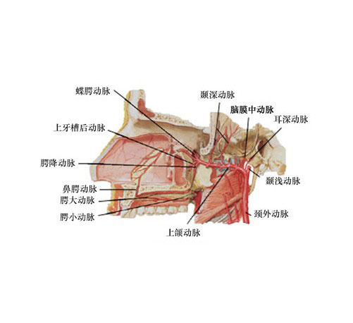 颌外动脉位置图片