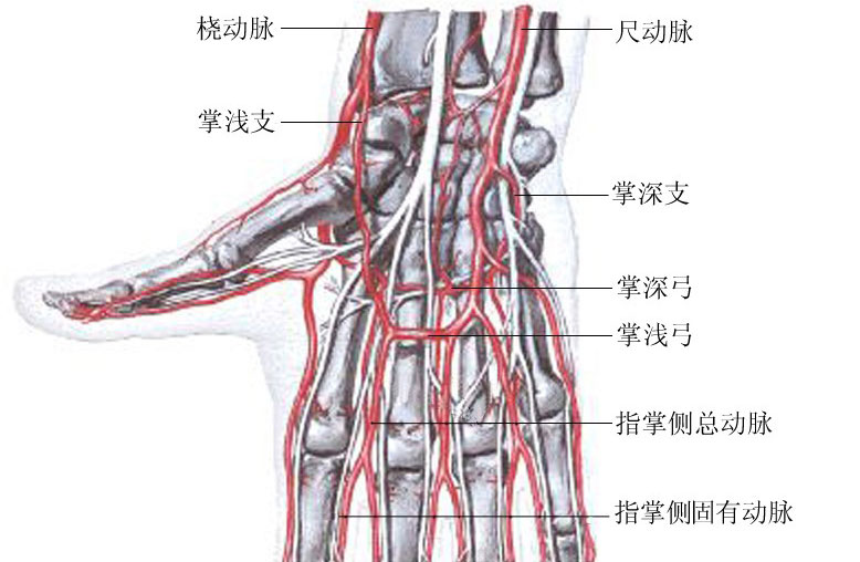 手掌血管解剖图图片