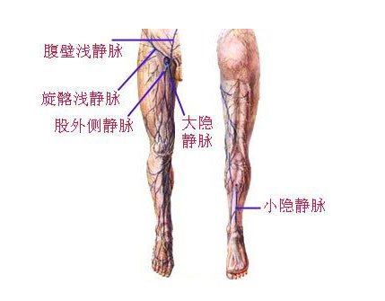 下肢浅静脉解剖图图片