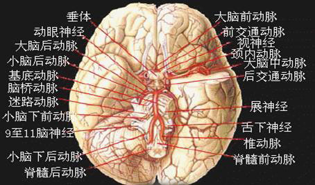 颅底动脉环解剖图图片