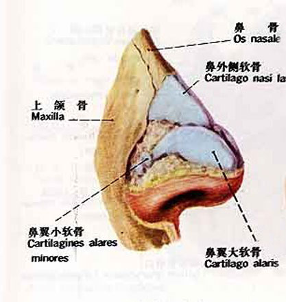 鼻的软骨解剖示意图