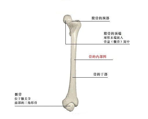 人体大腿骨解剖示意图