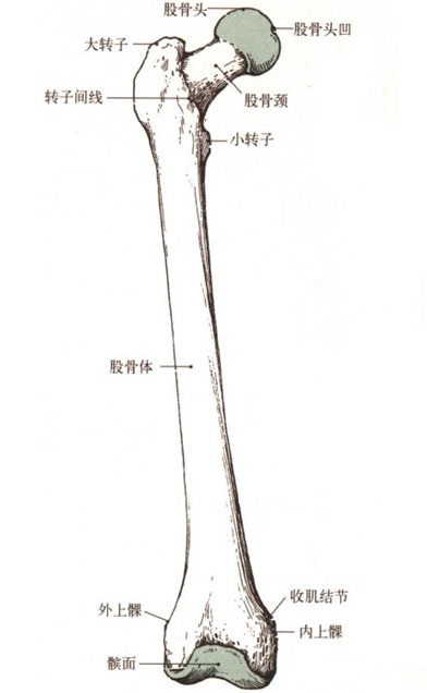 大腿骨,也称肌骨,是人体中最长,最重也是最结实的骨头