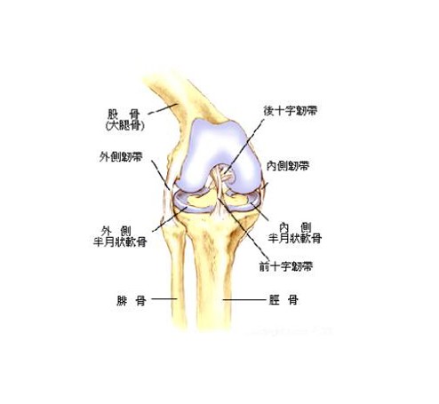医学图库大腿骨,也称肌骨,是人体中最长,最重也是最结实的骨头