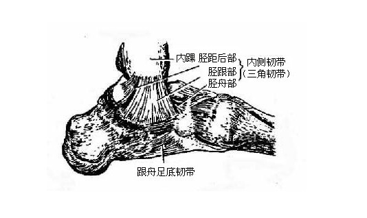 足的韧带解剖示意图