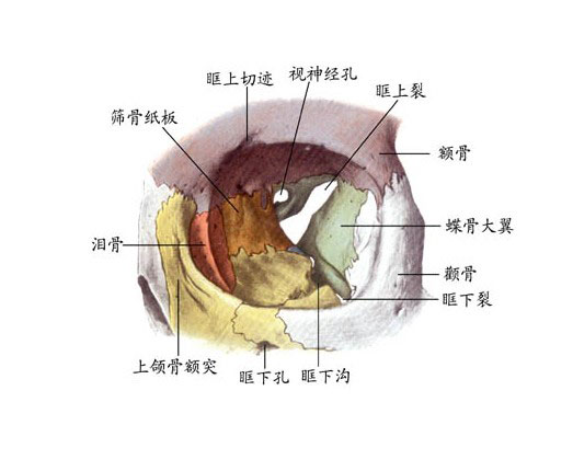 眼眶示意图图片